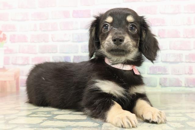 神奈川県のチワックス(チワワ×ダックス) (Coo&RIKU横須賀店/2025年10月20日生まれ/女の子/ブラックタン)の子犬の3枚目の画像