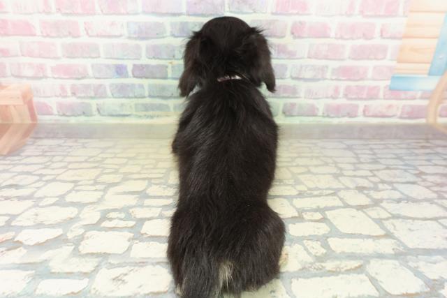 神奈川県のチワックス(チワワ×ダックス) (Coo&RIKU横須賀店/2025年10月20日生まれ/女の子/ブラックタン)の子犬の4枚目の画像