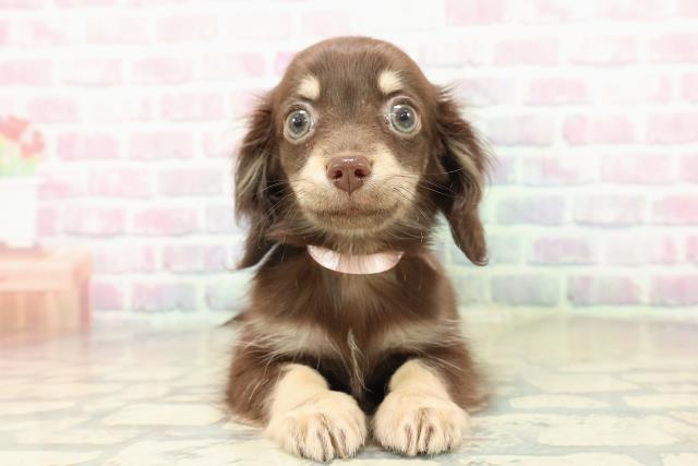 群馬県のチワックス(チワワ×ダックス) (Coo&RIKU高崎店/2025年10月20日生まれ/女の子/チョコレートイエロー)の子犬の1枚目の画像