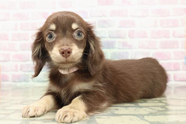 群馬県のチワックス(チワワ×ダックス) (Coo&RIKU高崎店/2025年10月20日生まれ/女の子/チョコレートイエロー)の子犬の2枚目の画像