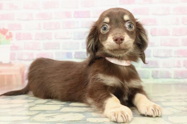 群馬県のチワックス(チワワ×ダックス) (Coo&RIKU高崎店/2025年10月20日生まれ/女の子/チョコレートイエロー)の子犬の3枚目の画像