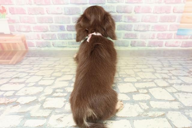 群馬県のチワックス(チワワ×ダックス) (Coo&RIKU高崎店/2025年10月20日生まれ/女の子/チョコレートイエロー)の子犬の4枚目の画像