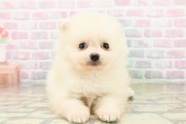 神奈川県のポメラニアン (Coo&RIKU平塚店/2025年11月1日生まれ/女の子/クリーム)の子犬の1枚目の画像