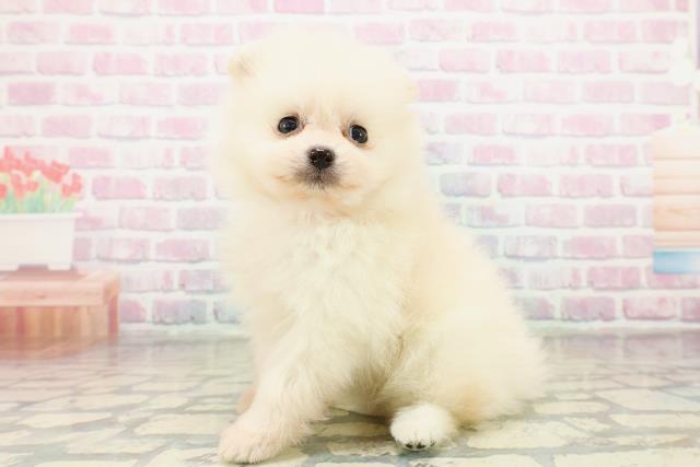 神奈川県のポメラニアン (Coo&RIKU平塚店/2025年11月1日生まれ/女の子/クリーム)の子犬の2枚目の画像