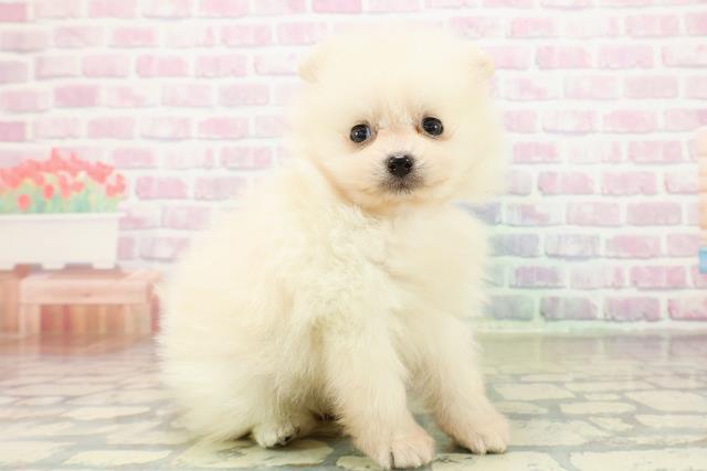 神奈川県のポメラニアン (Coo&RIKU平塚店/2025年11月1日生まれ/女の子/クリーム)の子犬の3枚目の画像