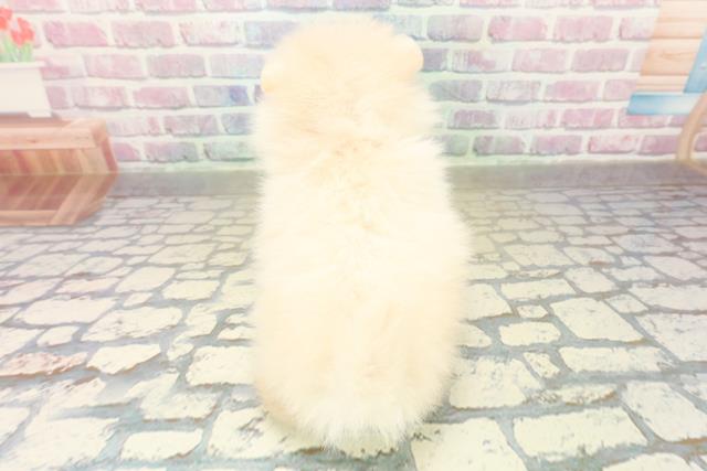 神奈川県のポメラニアン (Coo&RIKU平塚店/2025年11月1日生まれ/女の子/クリーム)の子犬の4枚目の画像