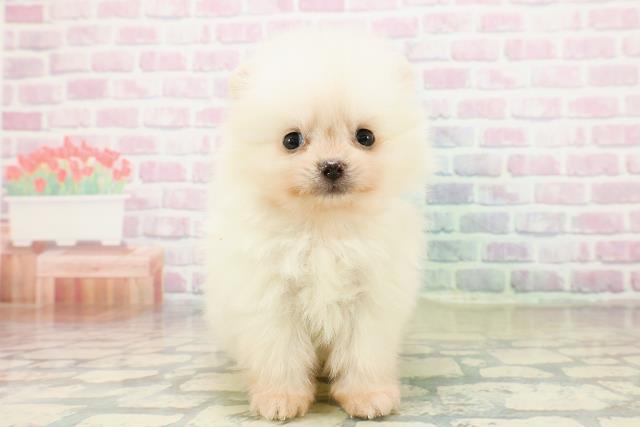神奈川県のポメラニアン (Coo&RIKU藤沢店/2025年11月1日生まれ/女の子/クリーム)の子犬