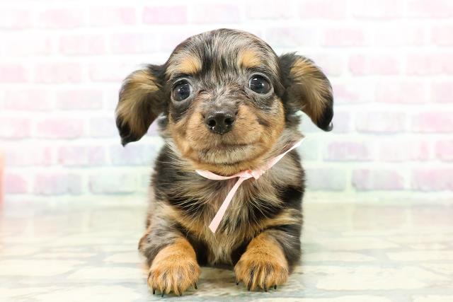 神奈川県のチワックス(チワワ×ダックス) (Coo&RIKU藤沢店/2025年11月3日生まれ/男の子/シルバーダップル)の子犬