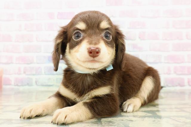 東京都のチワックス(チワワ×ダックス) (Coo&RIKU足立本店/2025年11月3日生まれ/男の子/チョコレートタン)の子犬の2枚目の画像