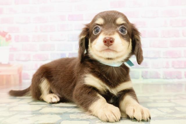 東京都のチワックス(チワワ×ダックス) (Coo&RIKU足立本店/2025年11月3日生まれ/男の子/チョコレートタン)の子犬の3枚目の画像