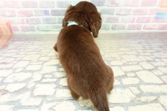 東京都のチワックス(チワワ×ダックス) (Coo&RIKU足立本店/2025年11月3日生まれ/男の子/チョコレートタン)の子犬の4枚目の画像