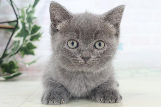 ブリティッシュショートヘアー