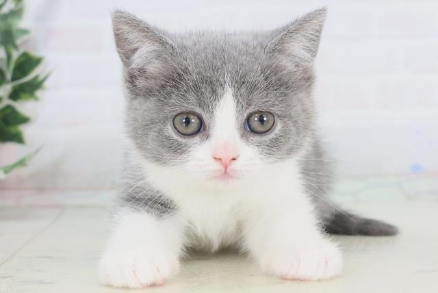 ブリティッシュショートヘアー