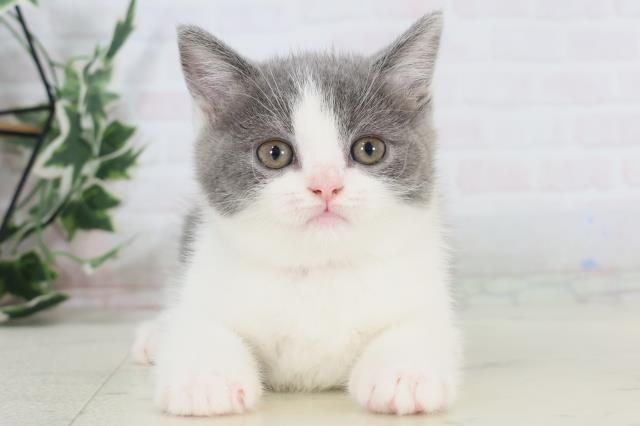 ブリティッシュショートヘアー