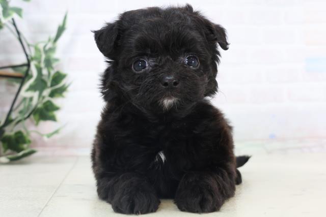 熊本県のチワプー/プーチー(チワワ×プードル) (Coo&RIKU熊本店/2025年11月3日生まれ/女の子/ブラックホワイト)の子犬の1枚目の画像