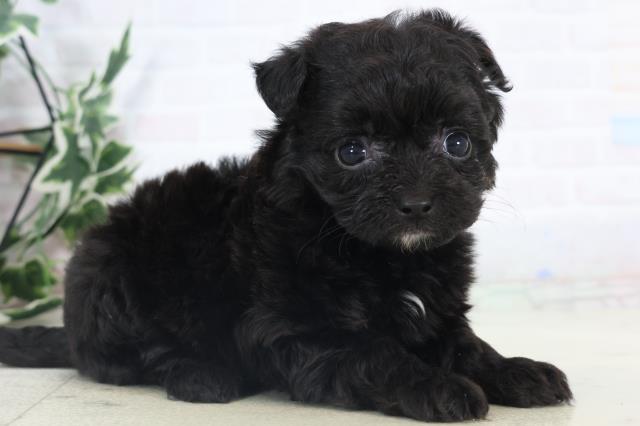 熊本県のチワプー/プーチー(チワワ×プードル) (Coo&RIKU熊本店/2025年11月3日生まれ/女の子/ブラックホワイト)の子犬の2枚目の画像