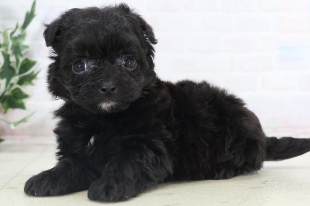 熊本県のチワプー/プーチー(チワワ×プードル) (Coo&RIKU熊本店/2025年11月3日生まれ/女の子/ブラックホワイト)の子犬の3枚目の画像