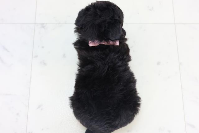 熊本県のチワプー/プーチー(チワワ×プードル) (Coo&RIKU熊本店/2025年11月3日生まれ/女の子/ブラックホワイト)の子犬の4枚目の画像