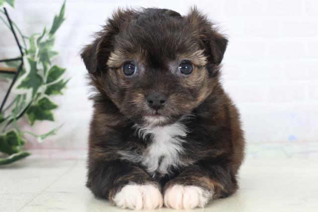 福岡県のチワプー/プーチー(チワワ×プードル) (Coo&RIKU黒崎店/2025年11月3日生まれ/男の子/フォーンホワイト)の子犬の1枚目の画像