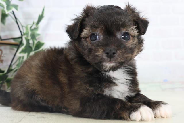 福岡県のチワプー/プーチー(チワワ×プードル) (Coo&RIKU黒崎店/2025年11月3日生まれ/男の子/フォーンホワイト)の子犬の2枚目の画像