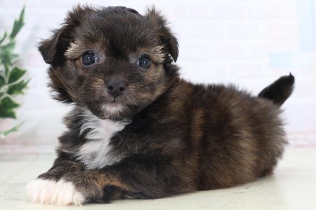 福岡県のチワプー/プーチー(チワワ×プードル) (Coo&RIKU黒崎店/2025年11月3日生まれ/男の子/フォーンホワイト)の子犬の3枚目の画像