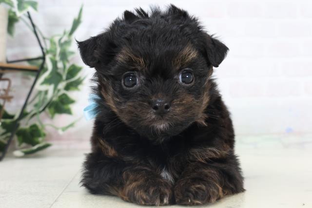 福岡県のチワプー/プーチー(チワワ×プードル) (Coo&RIKU福岡西店/2025年11月3日生まれ/男の子/フォーンホワイト)の子犬の1枚目の画像