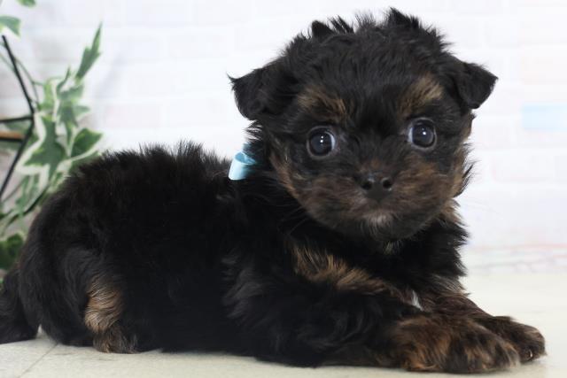 福岡県のチワプー/プーチー(チワワ×プードル) (Coo&RIKU福岡西店/2025年11月3日生まれ/男の子/フォーンホワイト)の子犬の2枚目の画像