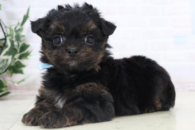 福岡県のチワプー/プーチー(チワワ×プードル) (Coo&RIKU福岡西店/2025年11月3日生まれ/男の子/フォーンホワイト)の子犬の3枚目の画像