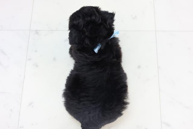 福岡県のチワプー/プーチー(チワワ×プードル) (Coo&RIKU福岡西店/2025年11月3日生まれ/男の子/フォーンホワイト)の子犬の4枚目の画像