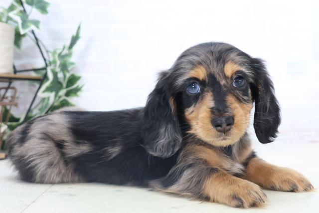 大分県のミニチュアダックスフンド(ロング) (Coo&RIKU大分店/2025年11月3日生まれ/男の子/シルバーダップル)の子犬の2枚目の画像