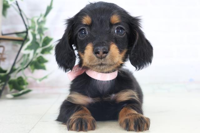 熊本県のミニチュアダックスフンド(ロング) (Coo&RIKUイオンモール宇城店/2025年11月3日生まれ/女の子/ブラックタン)の子犬の1枚目の画像