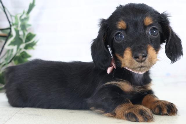 熊本県のミニチュアダックスフンド(ロング) (Coo&RIKUイオンモール宇城店/2025年11月3日生まれ/女の子/ブラックタン)の子犬の2枚目の画像