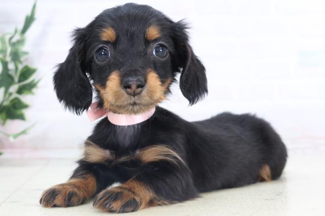 熊本県のミニチュアダックスフンド(ロング) (Coo&RIKUイオンモール宇城店/2025年11月3日生まれ/女の子/ブラックタン)の子犬の3枚目の画像