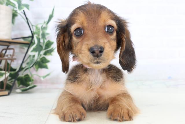 大分県のミニチュアダックスフンド(ロング) (Coo&RIKU大分店/2025年11月3日生まれ/女の子/シェーデットレッド)の子犬の1枚目の画像