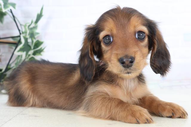 大分県のミニチュアダックスフンド(ロング) (Coo&RIKU大分店/2025年11月3日生まれ/女の子/シェーデットレッド)の子犬の2枚目の画像