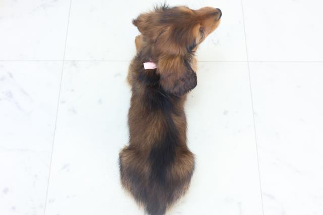 大分県のミニチュアダックスフンド(ロング) (Coo&RIKU大分店/2025年11月3日生まれ/女の子/シェーデットレッド)の子犬の4枚目の画像