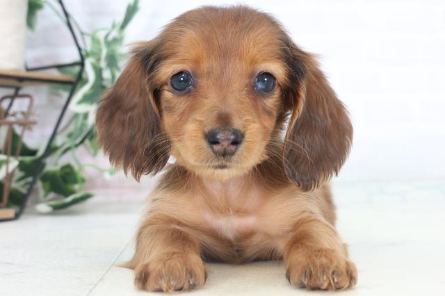 鹿児島県のミニチュアダックスフンド(ロング) (Coo&RIKU霧島店/2025年11月3日生まれ/女の子/シェーデットレッド)の子犬の1枚目の画像