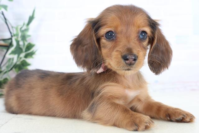 鹿児島県のミニチュアダックスフンド(ロング) (Coo&RIKU霧島店/2025年11月3日生まれ/女の子/シェーデットレッド)の子犬の2枚目の画像