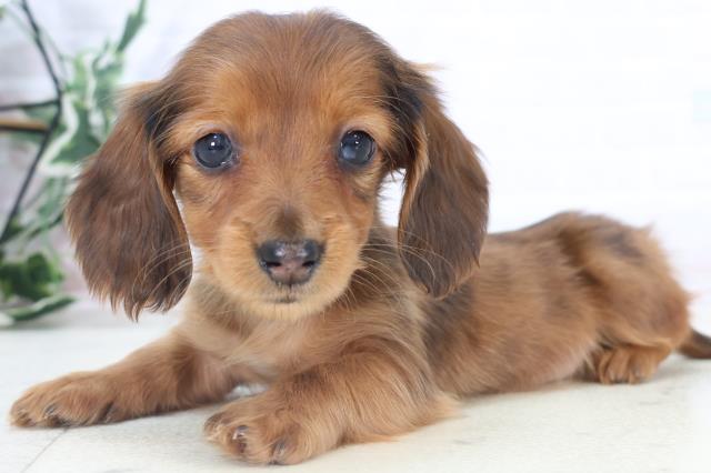 鹿児島県のミニチュアダックスフンド(ロング) (Coo&RIKU霧島店/2025年11月3日生まれ/女の子/シェーデットレッド)の子犬の3枚目の画像