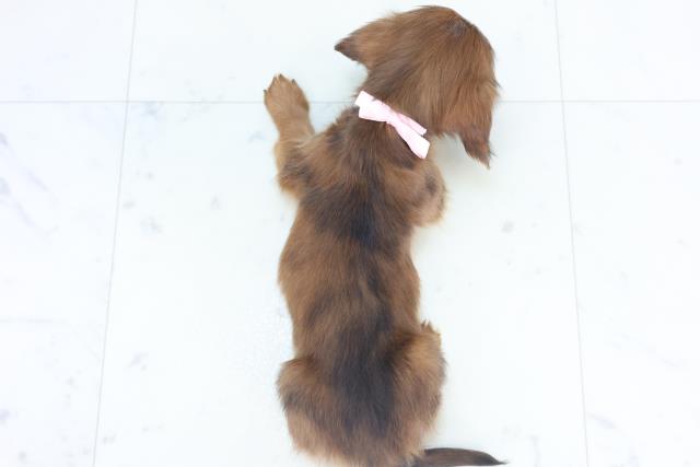 鹿児島県のミニチュアダックスフンド(ロング) (Coo&RIKU霧島店/2025年11月3日生まれ/女の子/シェーデットレッド)の子犬の4枚目の画像