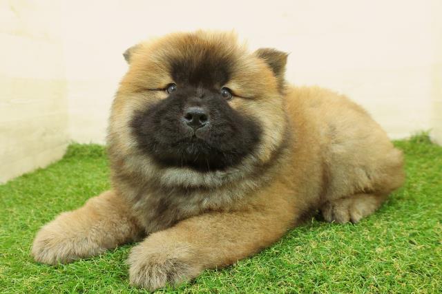 東京都のチャウチャウ (Coo&RIKU足立本店/2025年10月31日生まれ/男の子/レッド)の子犬の2枚目の画像