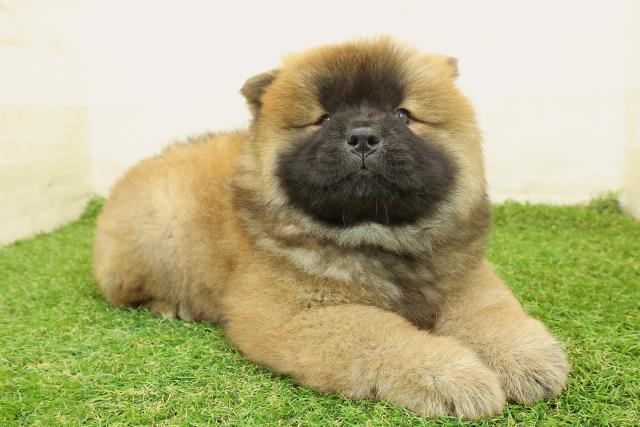 東京都のチャウチャウ (Coo&RIKU足立本店/2025年10月31日生まれ/男の子/レッド)の子犬の3枚目の画像