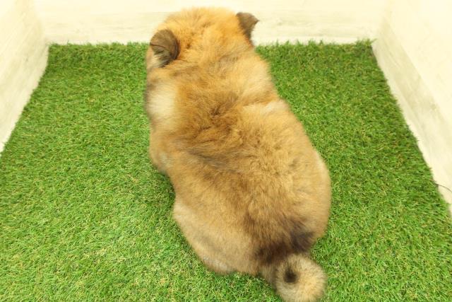 東京都のチャウチャウ (Coo&RIKU足立本店/2025年10月31日生まれ/男の子/レッド)の子犬の4枚目の画像