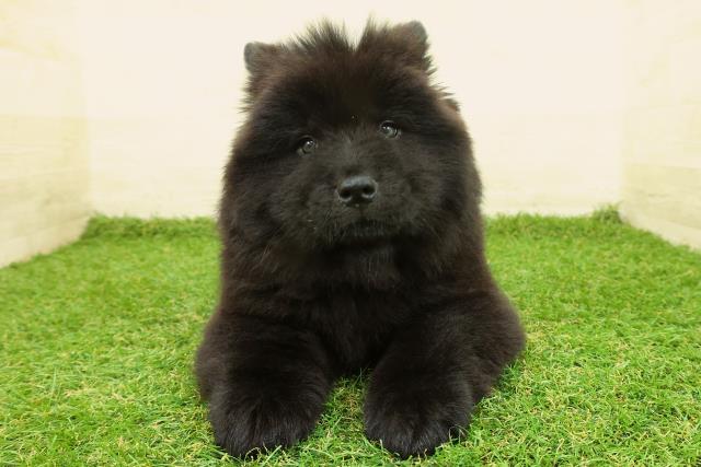 神奈川県のチャウチャウ (Coo&RIKU藤沢店/2025年10月31日生まれ/女の子/ブラック)の子犬