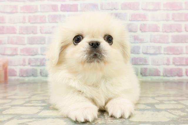 神奈川県のペキニーズ (Coo&RIKUパウ川崎店/2025年11月1日生まれ/男の子/クリーム)の子犬