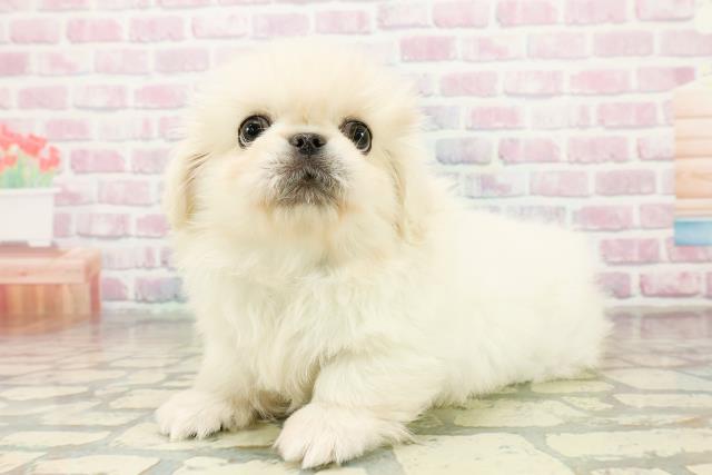 神奈川県のペキニーズ (Coo&RIKUパウ川崎店/2025年11月1日生まれ/男の子/クリーム)の子犬の2枚目の画像