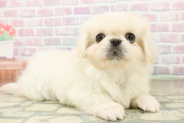 神奈川県のペキニーズ (Coo&RIKUパウ川崎店/2025年11月1日生まれ/男の子/クリーム)の子犬の3枚目の画像