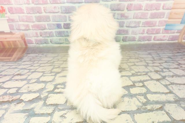 神奈川県のペキニーズ (Coo&RIKUパウ川崎店/2025年11月1日生まれ/男の子/クリーム)の子犬の4枚目の画像