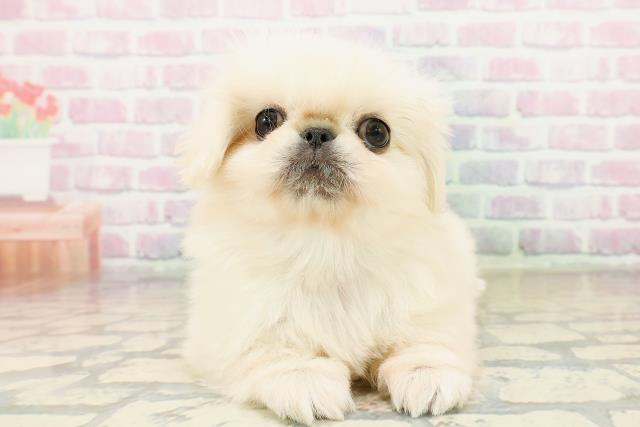 群馬県のペキニーズ (Coo&RIKU高崎店/2025年11月1日生まれ/男の子/クリーム)の子犬の1枚目の画像