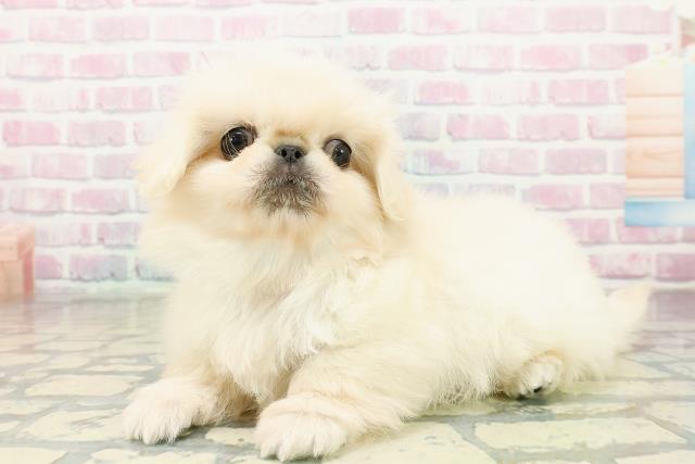 群馬県のペキニーズ (Coo&RIKU高崎店/2025年11月1日生まれ/男の子/クリーム)の子犬の2枚目の画像